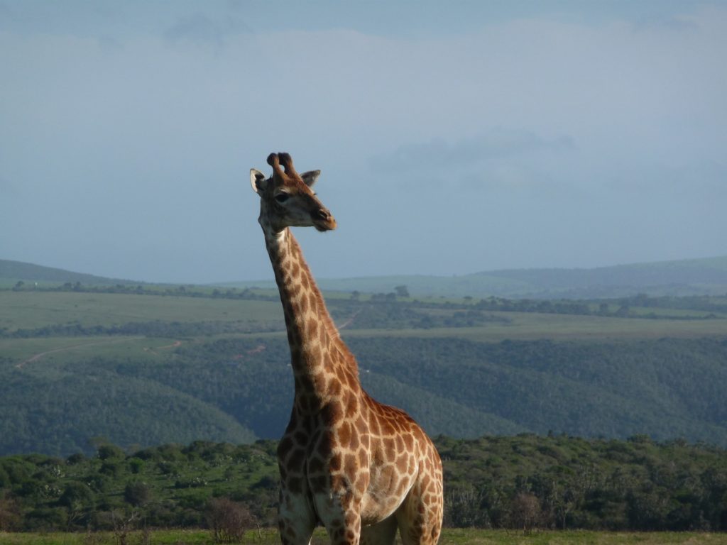giraff