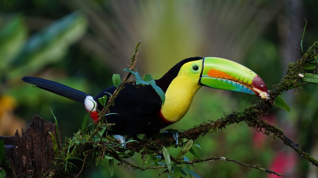 Costa Rica ekoturism