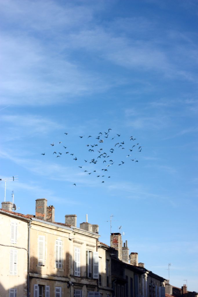 fåglar blå himmel le gers