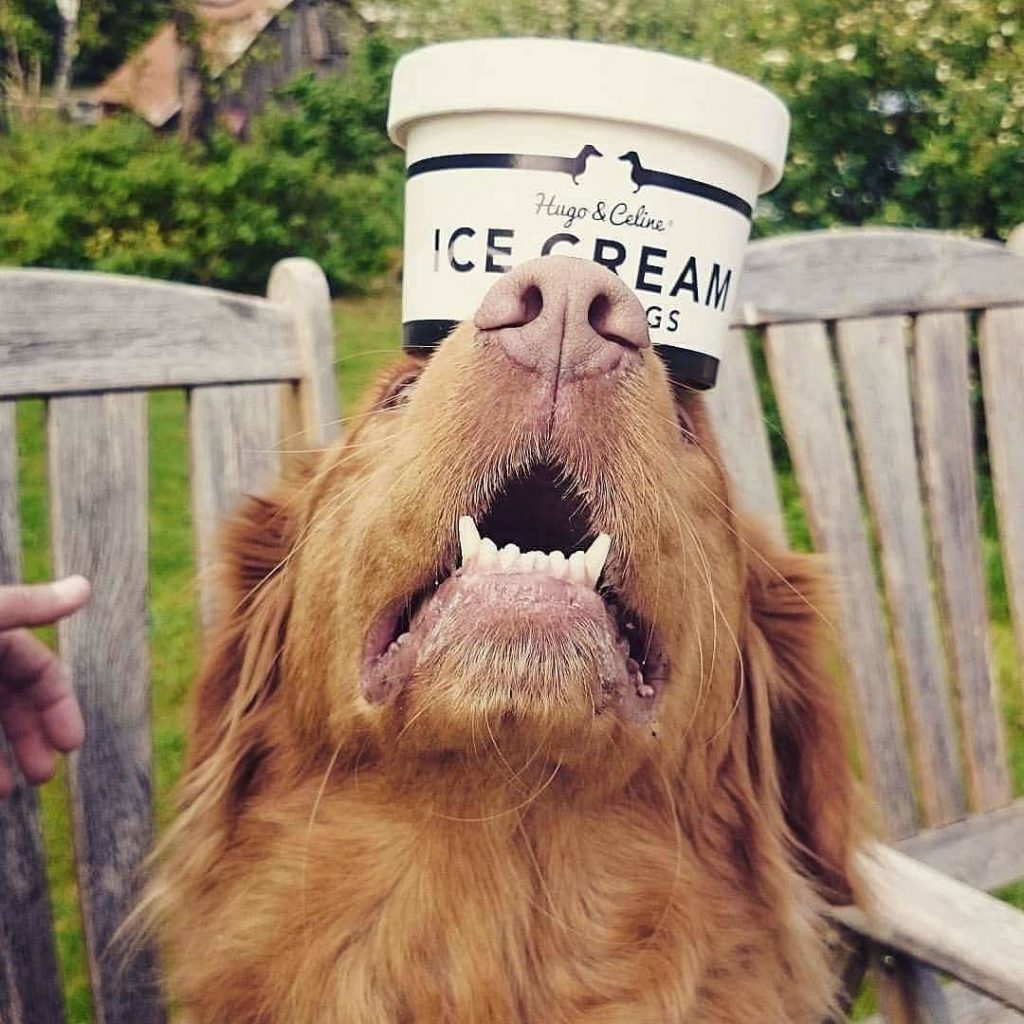 Hund och glass