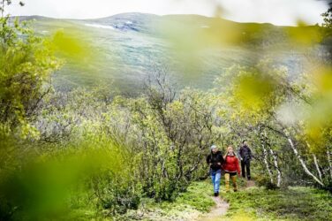 vandring i Abisko nationalpark