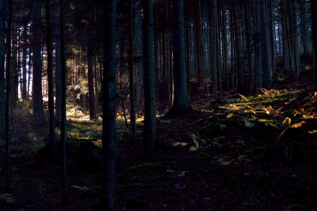 Naturens medicin saker att göra när resandet är satt på paus