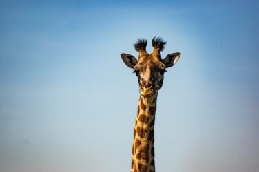 Giraffen hotat djur