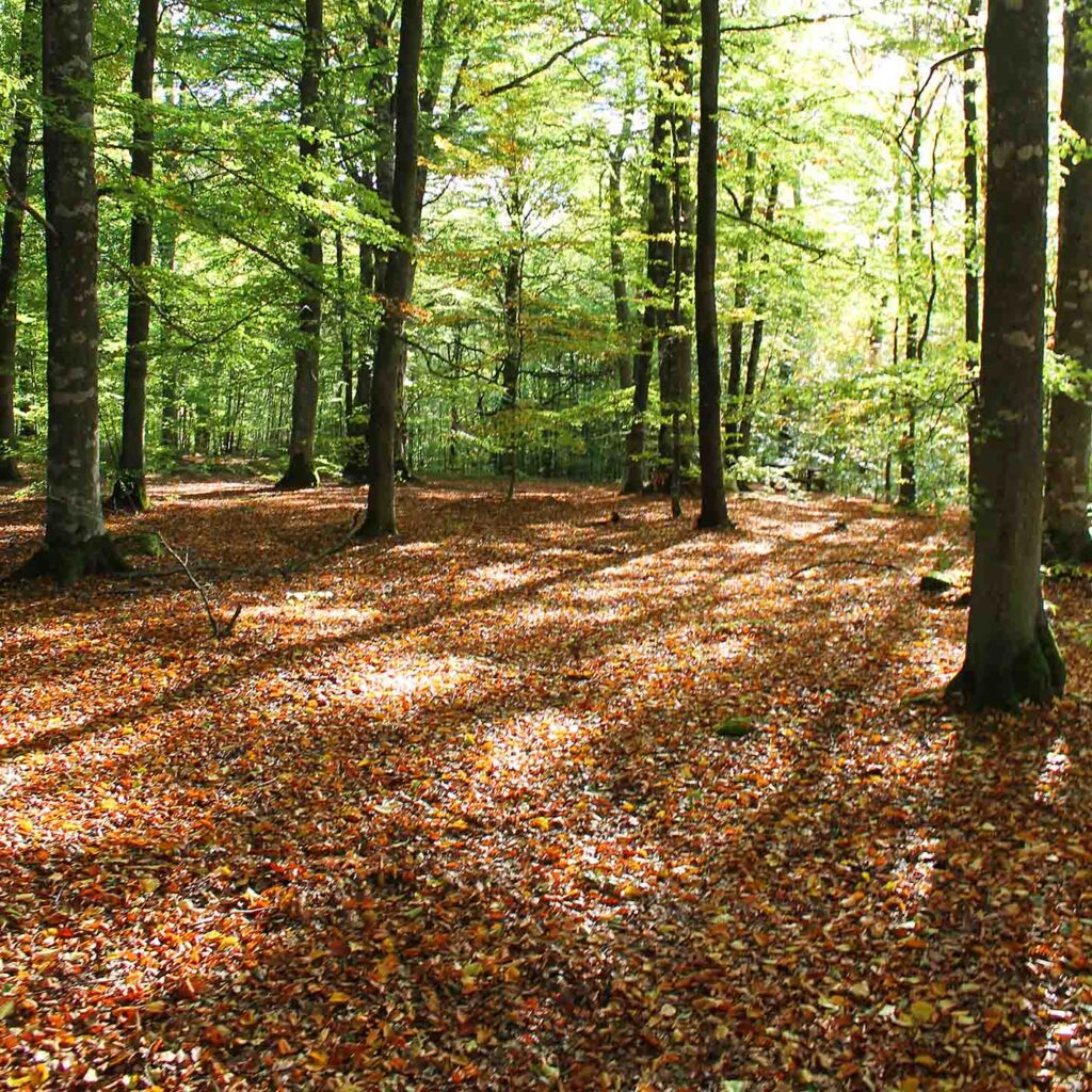 Åtta sevärda resmål i Sverige Kvänsås bokskog