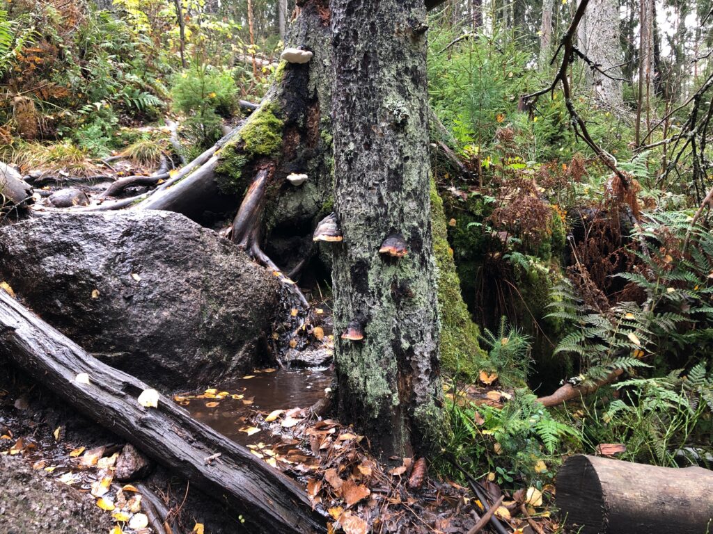 Årets julklapp skogen