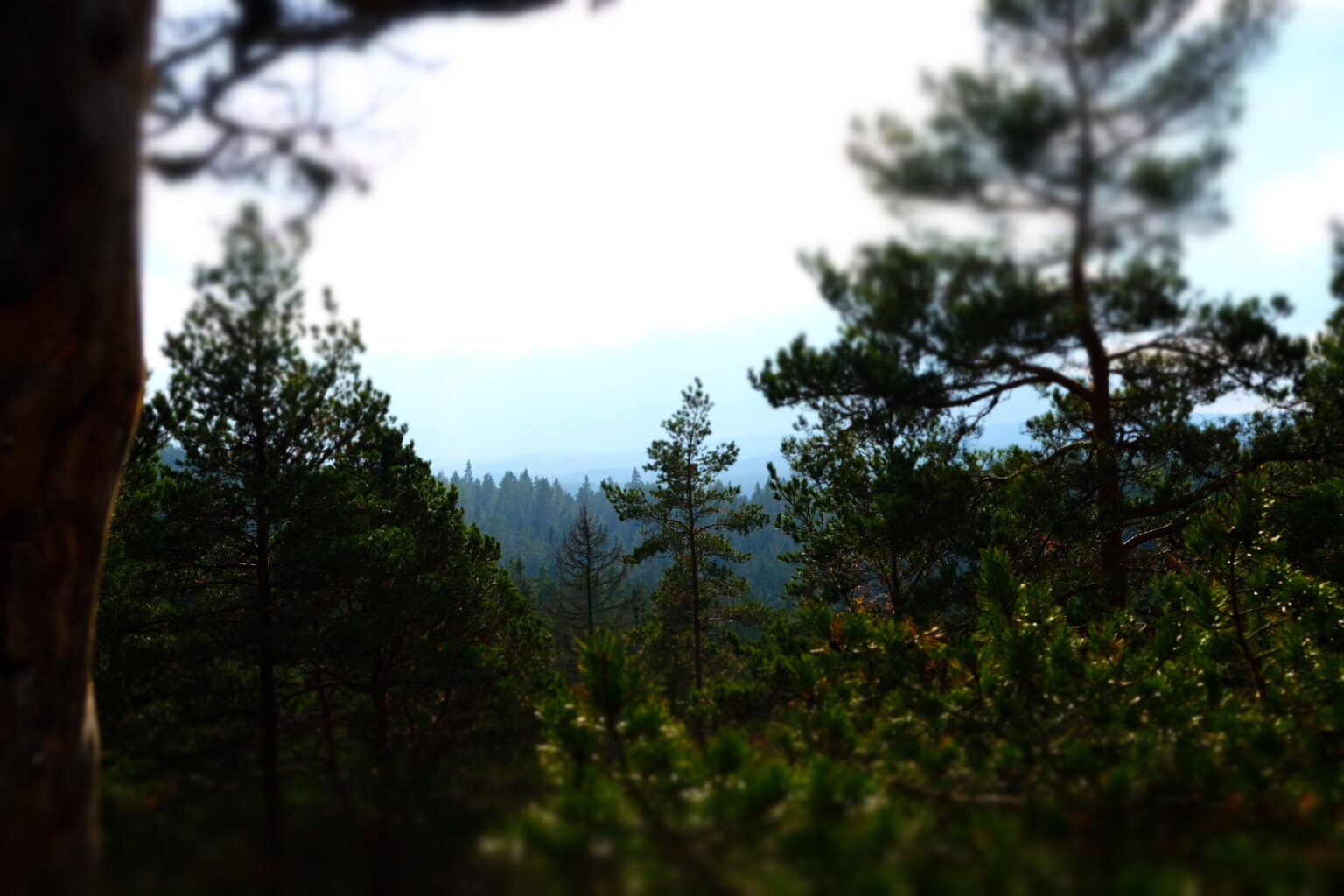 vi ser inte skogen för alla träd