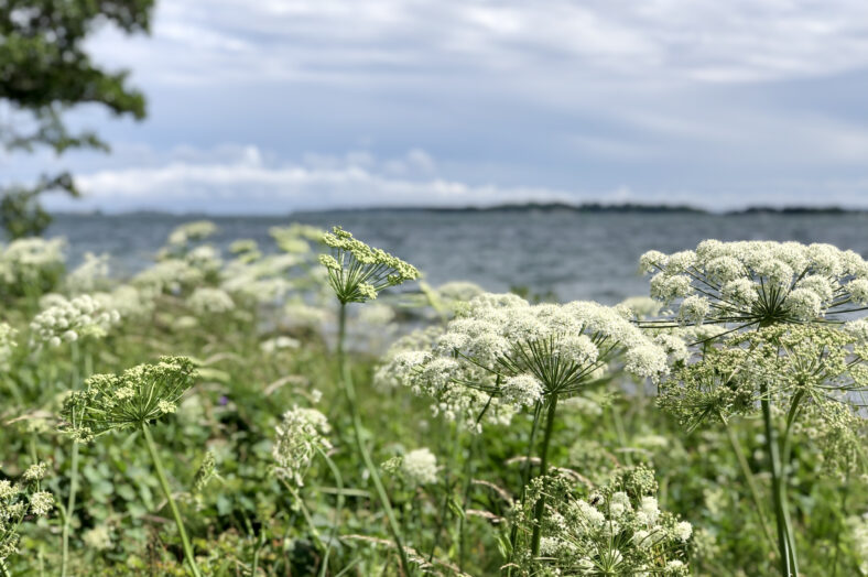 Hållbarhet ingen nisch - det är framtiden