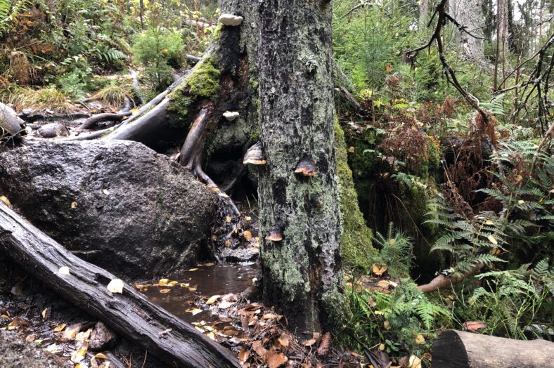 Om skogen naturturism