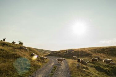 får går över en väg i natur