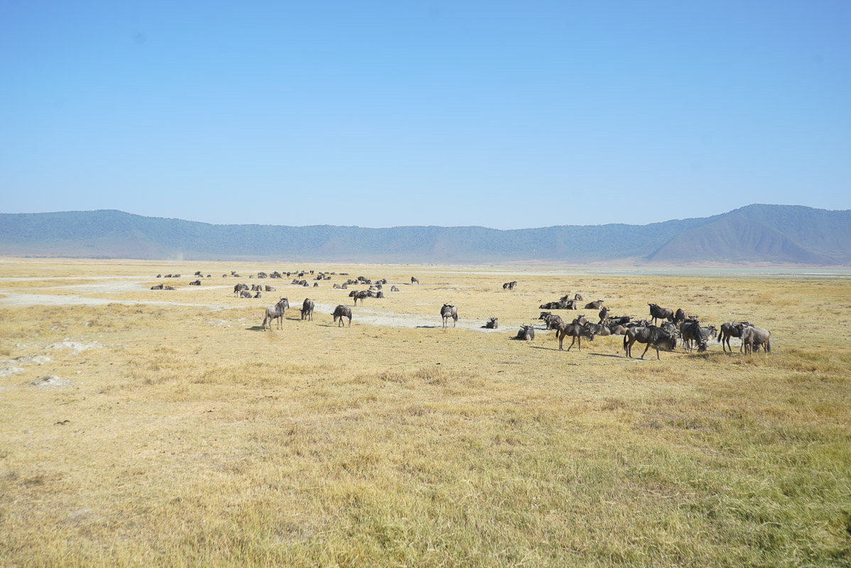 safariturism tanzania