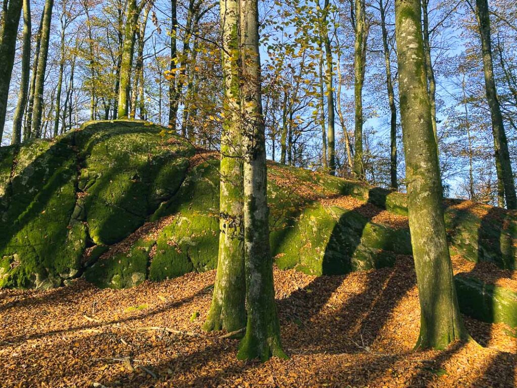 stedsans in the woods hallands skogar